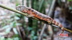 广西大桂山鳄蜥春日苏醒 人工繁育突破800只