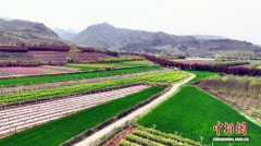 秦岭脚下诗意田园 繁花似锦