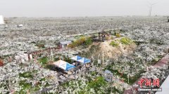 河北赵县25万亩梨花如期绽放